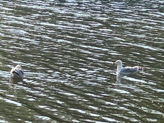 Larus argentatus