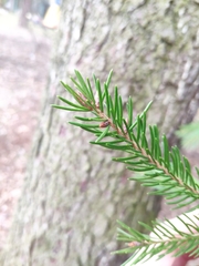 Picea abies