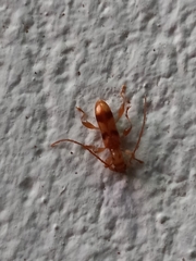 Plectromerus distinctus