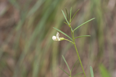 Lathyrus saxatilis
