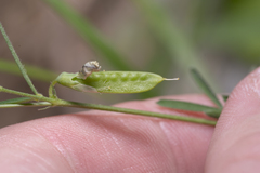 Lathyrus saxatilis