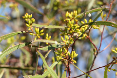 Eucalyptus viridis
