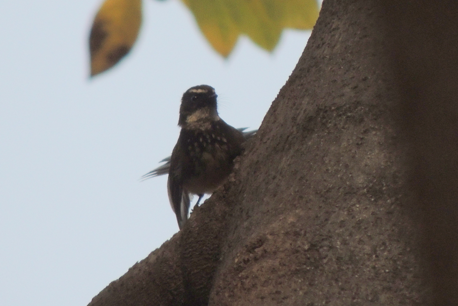 Spot-breasted Fantail illustration