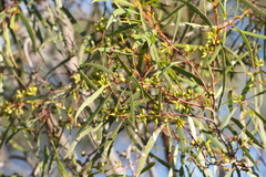Eucalyptus viridis