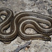 Lined Snake - Photo (c) Diana-Terry Hibbitts, some rights reserved (CC BY-NC), uploaded by Diana-Terry Hibbitts