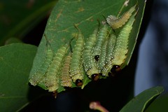 Lophyrotoma interrupta