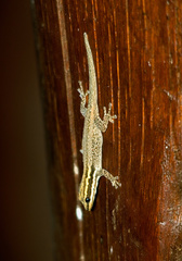 Lygodactylus keniensis
