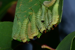 Lophyrotoma interrupta