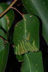 Lophyrotoma interrupta