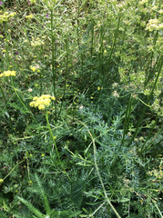 Lomatium utriculatum