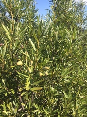 Cryptocarya angustifolia