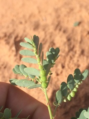 Phyllanthus abnormis