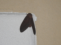 Citheronia sepulcralis