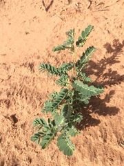 Phyllanthus abnormis