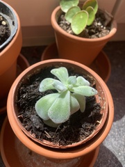 Echeveria pulvinata