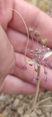 Allium daninianum