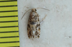 Lobesia transtrifera