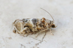 Lobesia transtrifera