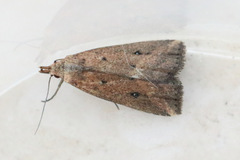 Luceria oculalis