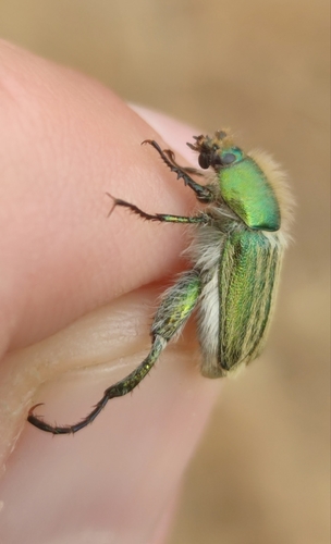 Glaphyrus comosus · iNaturalist United Kingdom