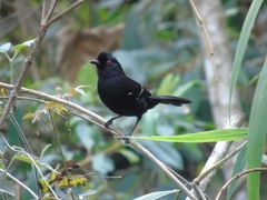 Pyriglena leucoptera