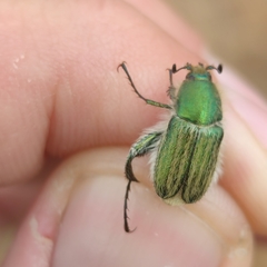 Glaphyrus comosus