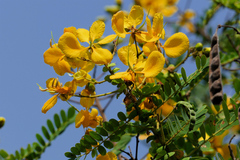 Senna auriculata