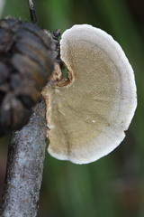 Funalia