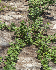 Vitex rotundifolia