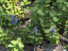 Vitex rotundifolia