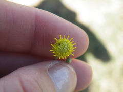 Pentzia calcarea
