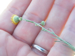 Pentzia calcarea