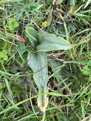 Ophrys apifera