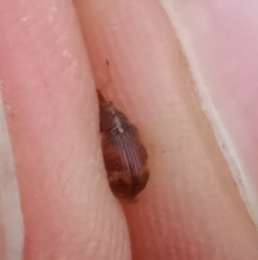 Anthonomus pedicularius