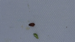 Anthonomus pedicularius