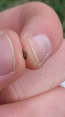 Anthonomus pedicularius