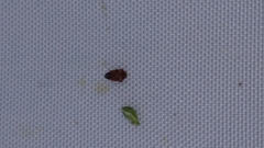 Anthonomus pedicularius