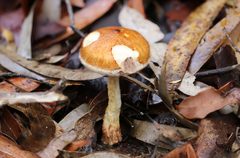 Austroboletus lacunosus