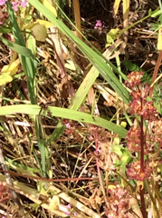 Physocephala burgessi