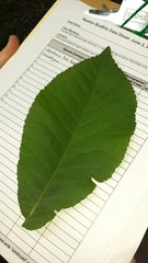 Carya glabra