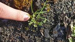 Magnoliopsida
