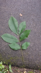 Carya glabra