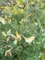 Vicia grandiflora