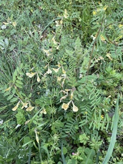 Vicia grandiflora