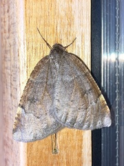 Epirranthis diversata