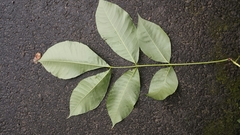 Carya glabra