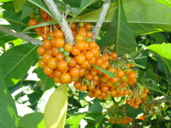 Iochroma arborescens
