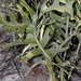 Fishbone Banksia - Photo (c) MainlandQuokka, some rights reserved (CC BY-SA)
