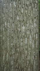 Liriodendron tulipifera