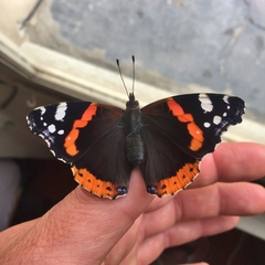 Vanessa atalanta atalanta